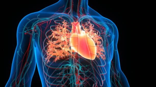 Expert Medical Billing Company for Cardiologists in Tallahassee